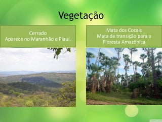 Vegetação
Cerrado
Aparece no Maranhão e Piauí.
Mata dos Cocais
Mata de transição para a
Floresta Amazônica
 