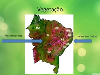 Vegetação
Áreas mais secas Áreas mais úmidas
 