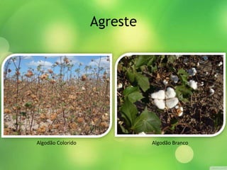 Agreste
Algodão Colorido Algodão Branco
 