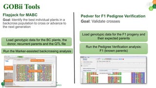 Research Program Genetic Gains (RPGG) Review Meeting 2021: Forward Breeding By Dr Himabindu Kudapa