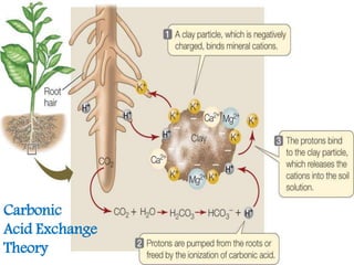 Nutrient uptake