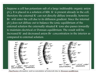 Nutrient uptake