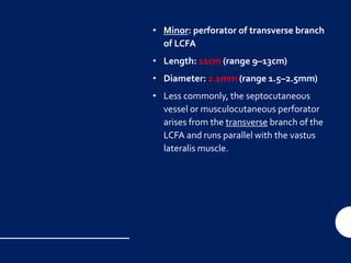 • Minor: perforator of transverse branch
of LCFA
• Length: 11cm (range 9–13cm)
• Diameter: 2.1mm (range 1.5–2.5mm)
• Less commonly, the septocutaneous
vessel or musculocutaneous perforator
arises from the transverse branch of the
LCFA and runs parallel with the vastus
lateralis muscle.
 