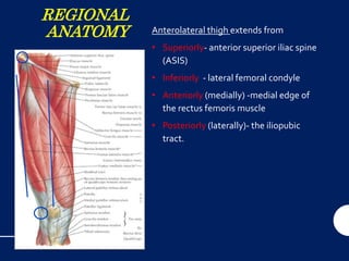 REGIONAL
ANATOMY Anterolateral thigh extends from
• Superiorly- anterior superior iliac spine
(ASIS)
• Inferiorly - lateral femoral condyle
• Anteriorly (medially) -medial edge of
the rectus femoris muscle
• Posteriorly (laterally)- the iliopubic
tract.
 