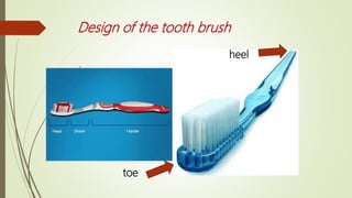 Design of the tooth brush
:
toe
heel
 
