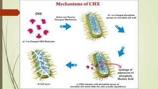 Mechanism of action
antibacerial activity
 