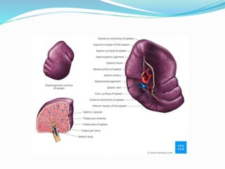 9.reticuloendothelial cells