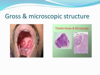 Gross & microscopic structure
 