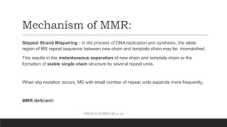 PROF.S.SUBBIAH et al.
Mechanism of MMR:
Slipped Strand Mispairing : in the process of DNA replication and synthesis, the allele
region of MS repeat sequence between new chain and template chain may be mismatched.
This results in the instantaneous separation of new chain and template chain or the
formation of stable single chain structure by several repeat units.
When slip mutation occurs, MS with small number of repeat units expands more frequently,
MMR deficient:
 