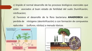 c) Impide el normal desarrollo de los procesos biológicos esenciales que
están asociados al buen estado de fertilidad del suelo (humificación,
nitrificación).
d) Favorece el desarrollo de la flora bacteriana ANAEROBICA con
perdida de nitrógeno (desnitrificación) o con formación de compuestos
reducidos (sulfuros, nitritos) a menudo tóxicos.
 