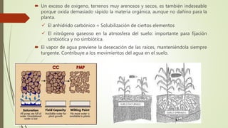  Un exceso de oxigeno, terrenos muy arenosos y secos, es también indeseable
porque oxida demasiado rápido la materia orgánica, aunque no dañino para la
planta.
 El anhídrido carbónico = Solubilización de ciertos elementos
 El nitrógeno gaseoso en la atmosfera del suelo: importante para fijación
simbiótica y no simbiótica.
 El vapor de agua previene la desecación de las raíces, manteniéndola siempre
turgente. Contribuye a los movimientos del agua en el suelo.
 