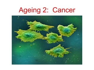 Ageing 2: Cancer
 