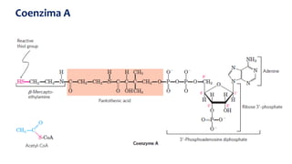 Coenzima A
 