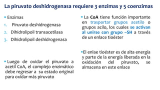  Enzimas
1. Piruvato deshidrogenasa
2. Dihidrolipoil transacetilasa
3. Dihidrolipoil deshidrogenasa
 Luego de oxidar el piruvato a
acetil CoA, el complejo enzimático
debe regresar a su estado original
para oxidar más piruvato
La piruvato deshidrogenasa requiere 3 enzimas y 5 coenzimas
 La CoA tiene función importante
en trasportar grupos acetilo o
grupos acilo, los cuales se activan
al unirse con grupo –SH a través
de un enlace tioéster
El enlae tioéster es de alta energía
y parte de la energía liberada en la
oxidación del piruvato, se
almacena en este enlace
 