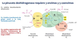 E1, cataliza decarboxilación
del piruvato
E2, Cataliza transferencia de
grupo acetil a la CoA,
formando acetil CoA
E3, cataliza regeneración del
disulfito. Transferencia de
electrones, primero a FAD y
luego a NAD+
La piruvato deshidrogenasa requiere 3 enzimas y 5 coenzimas
 