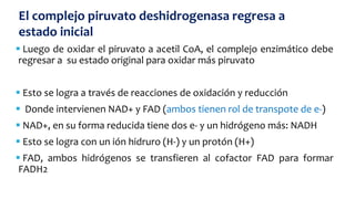  Luego de oxidar el piruvato a acetil CoA, el complejo enzimático debe
regresar a su estado original para oxidar más piruvato
 Esto se logra a través de reacciones de oxidación y reducción
 Donde intervienen NAD+ y FAD (ambos tienen rol de transpote de e-)
 NAD+, en su forma reducida tiene dos e- y un hidrógeno más: NADH
 Esto se logra con un ión hidruro (H-) y un protón (H+)
 FAD, ambos hidrógenos se transfieren al cofactor FAD para formar
FADH2
El complejo piruvato deshidrogenasa regresa a
estado inicial
 