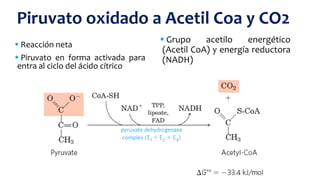  Grupo acetilo energético
(Acetil CoA) y energía reductora
(NADH)
Piruvato oxidado a Acetil Coa y CO2
 Reacción neta
 Piruvato en forma activada para
entra al ciclo del ácido cítrico
 