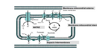 Membrana mitocondrial externa
Membrana mitocondrial intern
Espacio Intermembrana
MATRIZ
C.
KREBS
Succinato
Fumarato
 