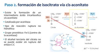  Existe la formación de un
intermediario ácido tricarboxílico
cis-aconitato
 Catalizada por aconitasa
 tipo de reacción: ruptura no
hidrolítica
 Grupo prostético: Fe-S (centro de
la aconitasa)
 El alcohol terciario del citrato no
se puede oxidar sin ruptura del
enlace C-C
Paso 2. formación de isocitrato vía cis-aconitato
 