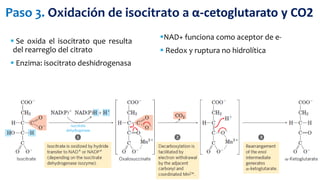  Se oxida el isocitrato que resulta
del rearreglo del citrato
 Enzima: isocitrato deshidrogenasa
Paso 3. Oxidación de isocitrato a α-cetoglutarato y CO2
NAD+ funciona como aceptor de e-
 Redox y ruptura no hidrolítica
 
