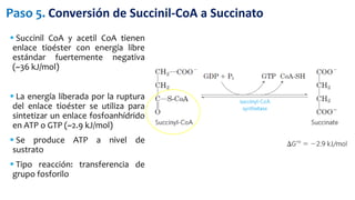  Succinil CoA y acetil CoA tienen
enlace tioéster con energía libre
estándar fuertemente negativa
(~36 kJ/mol)
 La energía liberada por la ruptura
del enlace tioéster se utiliza para
sintetizar un enlace fosfoanhídrido
en ATP o GTP (~2.9 kJ/mol)
 Se produce ATP a nivel de
sustrato
 Tipo reacción: transferencia de
grupo fosforilo
Paso 5. Conversión de Succinil-CoA a Succinato
 