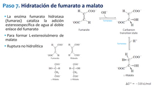  La enzima fumarato hidratasa
(fumaras) cataliza la adición
estereoespecífica de agua al doble
enlace del fumarato
 Para formar L-estereoisómero de
malato
 Ruptura no hidrolítica
Paso 7. Hidratación de fumarato a malato
 