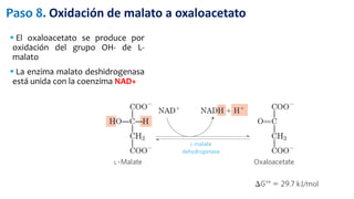  El oxaloacetato se produce por
oxidación del grupo OH- de L-
malato
 La enzima malato deshidrogenasa
está unida con la coenzima NAD+
Paso 8. Oxidación de malato a oxaloacetato
 