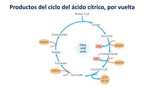 Productos del ciclo del ácido cítrico, por vuelta
 