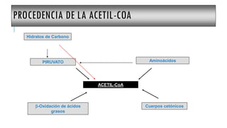 PROCEDENCIA DE LA ACETIL-COA
ACETIL-CoA
Aminoácidos
PIRUVATO
b-Oxidación de ácidos
grasos
Cuerpos cetónicos
Hidratos de Carbono
 