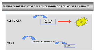 ACETIL- CoA
NADH
DESTINO DE LOS PRODUCTOS DE LA DESCARBOXILACION OXIDATIVA DE PIRUVATO
CADENA RESPIRATORIA
3 ATP
CICLO DE
KREBS ATP
 