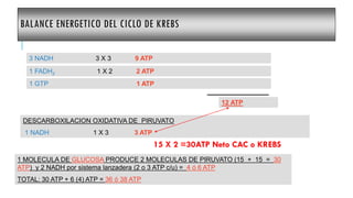 BALANCE ENERGETICO DEL CICLO DE KREBS
3 NADH 3 X 3 9 ATP
1 FADH2 1 X 2 2 ATP
1 GTP 1 ATP
12 ATP
DESCARBOXILACION OXIDATIVA DE PIRUVATO
1 NADH 1 X 3 3 ATP
1 MOLECULA DE GLUCOSA PRODUCE 2 MOLECULAS DE PIRUVATO (15 + 15 = 30
ATP) y 2 NADH por sistema lanzadera (2 o 3 ATP c/u) = 4 ó 6 ATP
TOTAL: 30 ATP + 6 (4) ATP = 36 ó 38 ATP
15 X 2 =30ATP Neto CAC o KREBS
 