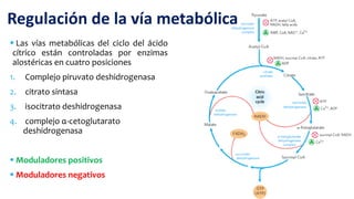  Las vías metabólicas del ciclo del ácido
cítrico están controladas por enzimas
alostéricas en cuatro posiciones
1. Complejo piruvato deshidrogenasa
2. citrato sintasa
3. isocitrato deshidrogenasa
4. complejo α-cetoglutarato
deshidrogenasa
 Moduladores positivos
 Moduladores negativos
Regulación de la vía metabólica
 