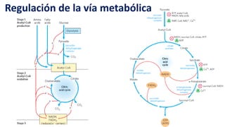 Regulación de la vía metabólica
 