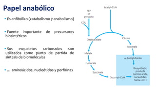  Es anfibólico (catabolismo y anabolismo)
 Fuente importante de precursores
biosintéticos
 Sus esqueletos carbonados son
utilizados como punto de partida de
síntesis de biomoléculas
 … aminoácidos, nucleótidos y porfirinas
Papel anabólico
 