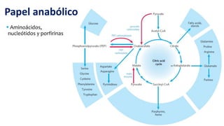  Aminoácidos,
nucleótidos y porfirinas
Papel anabólico
 