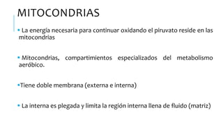 MITOCONDRIAS
 La energía necesaria para continuar oxidando el piruvato reside en las
mitocondrias
 Mitocondrias, compartimientos especializados del metabolismo
aeróbico.
Tiene doble membrana (externa e interna)
 La interna es plegada y limita la región interna llena de fluido (matriz)
 