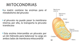 MITOCONDRIAS
La matriz contiene las enzimas para el
metabolismo del piruvato
 el piruvato no puede pasar la membrana
interna; por ello, la transporta la piruvato
translocasa
 Esta enzima intercambia un piruvato por
un ión hidroxilo para balancear la carga en
ambos lados de membrana mitocondrial
 