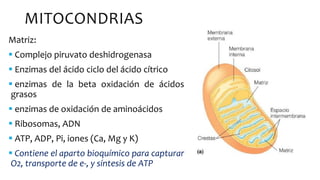 MITOCONDRIAS
Matriz:
 Complejo piruvato deshidrogenasa
 Enzimas del ácido ciclo del ácido cítrico
 enzimas de la beta oxidación de ácidos
grasos
 enzimas de oxidación de aminoácidos
 Ribosomas, ADN
 ATP, ADP, Pi, iones (Ca, Mg y K)
 Contiene el aparto bioquímico para capturar
O2, transporte de e-, y síntesis de ATP
 