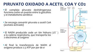  El complejo piruvato deshidrogenasa
funciona como un puente entre la glucólisis
y el metabolismo aeróbico
 Se encarga convertir piruvato a acetil CoA
(acetato activado)
 El NADH producido cede un ión hidruro
a la cadena respiratoria, que transporta los
2 electrones al oxígeno
 Al final la transferencia de NADH al
oxígeno produce 2.5 ATP por par de e-
PIRUVATO OXIDADO A ACETIL COA Y CO2
 