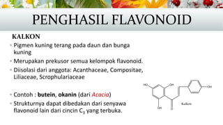 KALKON
 Pigmen kuning terang pada daun dan bunga
kuning
 Merupakan prekusor semua kelompok flavonoid.
 Diisolasi dari anggota: Acanthaceae, Compositae,
Liliaceae, Scrophulariaceae
 Contoh : butein, okanin (dari Acacia)
 Strukturnya dapat dibedakan dari senyawa
flavonoid lain dari cincin C3 yang terbuka.
PENGHASIL FLAVONOID
 