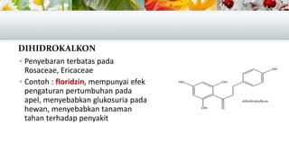 DIHIDROKALKON
 Penyebaran terbatas pada
Rosaceae, Ericaceae
 Contoh : floridzin, mempunyai efek
pengaturan pertumbuhan pada
apel, menyebabkan glukosuria pada
hewan, menyebabkan tanaman
tahan terhadap penyakit
 
