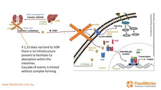 if 1,25 does not bind to VDR
there is no infrastructure
present to facilitate Ca
absorption within the
intestines.
Cascade of events is limited
without complex forming.
 