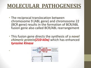 MOLECULAR PATHOGENESIS
• The reciprocal translocation between
chromosome 9 (ABL gene) and chromosome 22
(BCR gene) results in the formation of BCR/ABL
fusion gene also called BCR/ABL rearrangement
• This fusion gene directs the synthesis of a novel
chimeric protein(210-kDa) which has enhanced
tyrosine Kinase activity
• The enhanced Tyrosine Kinase
activity of BCR-ABL fusion
protein causes intrinsic activation
of several signals transduction pathways
 