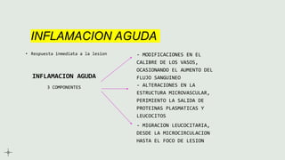 INFLAMACION AGUDA
• Respuesta inmediata a la lesion
INFLAMACION AGUDA
3 COMPONENTES
- MODIFICACIONES EN EL
CALIBRE DE LOS VASOS,
OCASIONANDO EL AUMENTO DEL
FLUJO SANGUINEO
- ALTERACIONES EN LA
ESTRUCTURA MICROVASCULAR,
PERIMIENTO LA SALIDA DE
PROTEINAS PLASMATICAS Y
LEUCOCITOS
- MIGRACION LEUCOCITARIA,
DESDE LA MICROCIRCULACION
HASTA EL FOCO DE LESION
 