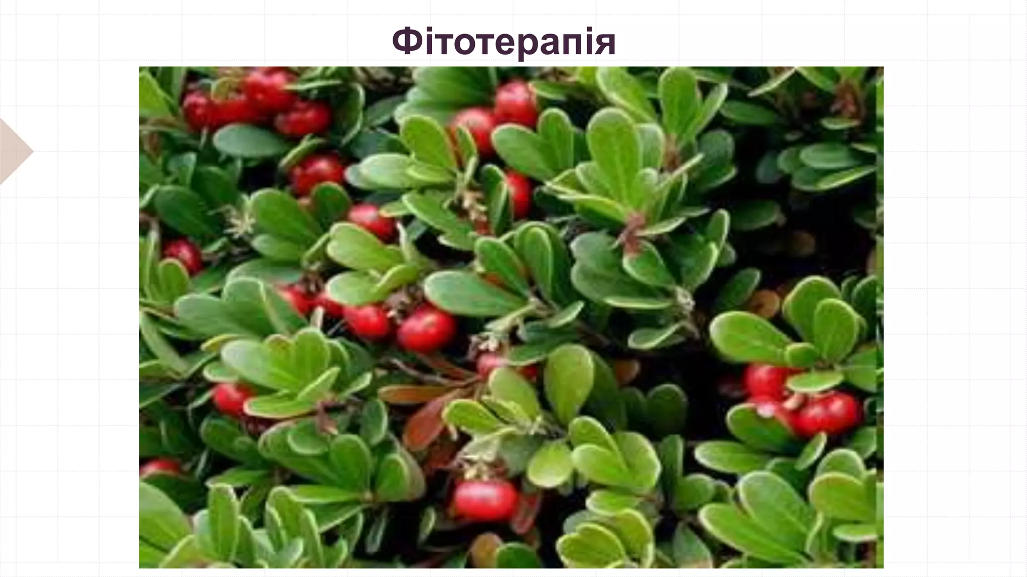 Фітотерапія
 