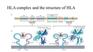 Engine Hla Structure Hypersensitivity | PPTX