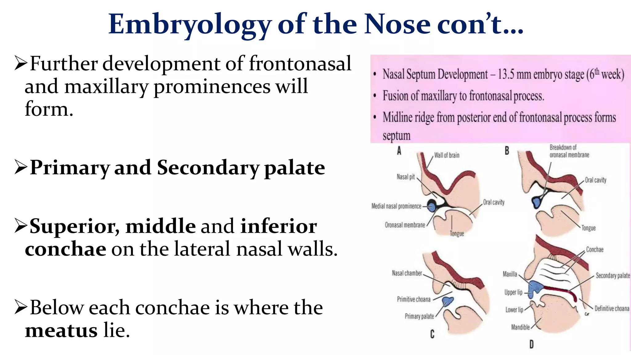 9. Anatomy of the Nose and Paranasal sinuses, Dr. Maxprince.pptx