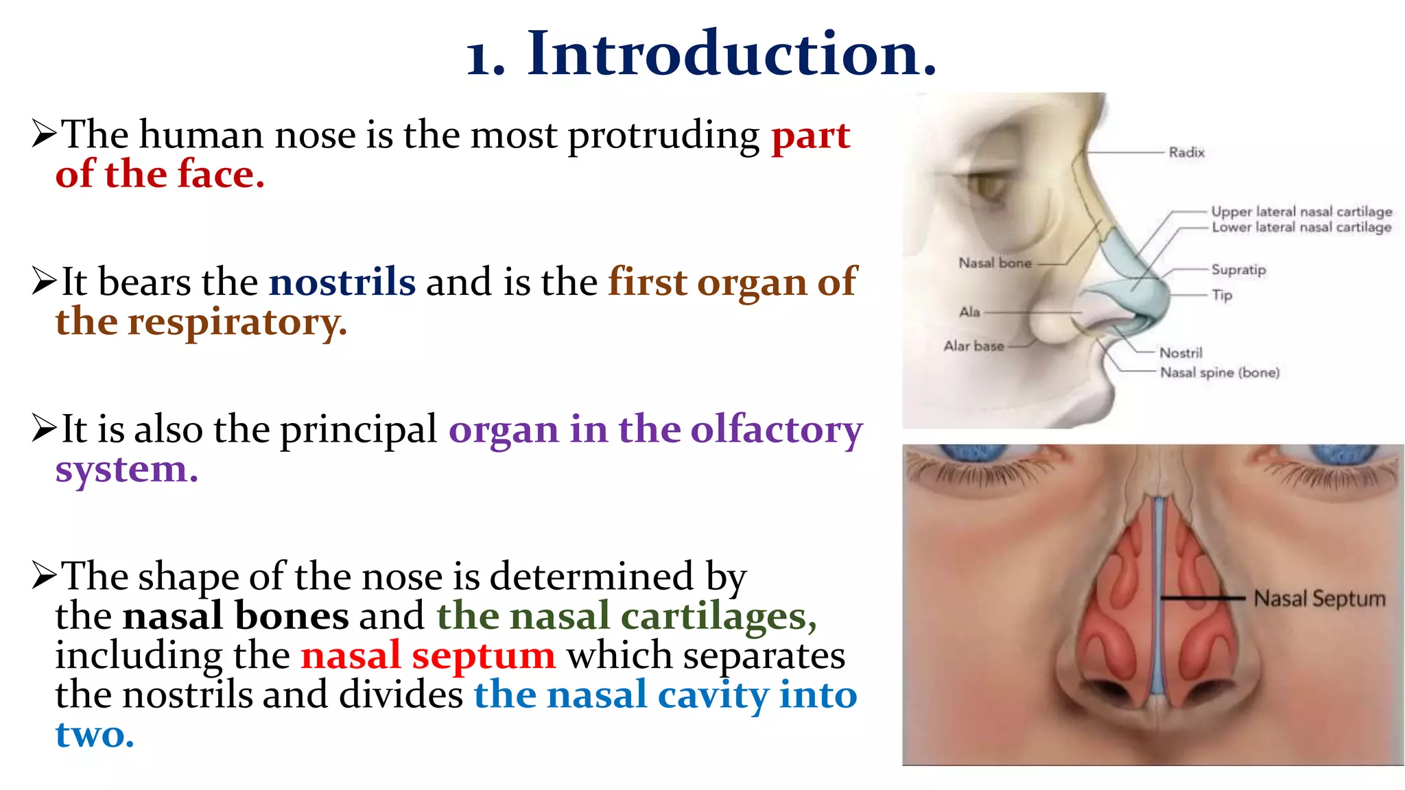 9. Anatomy of the Nose and Paranasal sinuses, Dr. Maxprince.pptx