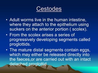 Cestodes
• Adult worms live in the human intestine,
where they attach to the epithelium using
suckers on the anterior portion ( scolex).
• From the scolex arises a series of
progressively developing segments called
proglottids.
• The mature distal segments contain eggs,
which may either be released directly into
the faeces,or are carried out with an intact
detached proglottid.
 