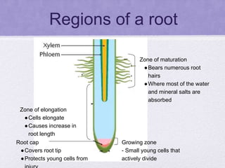 9. Transport in Plants.pptx